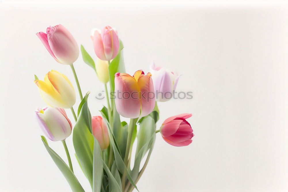 Similar – 5 tulips Tulip Red Green