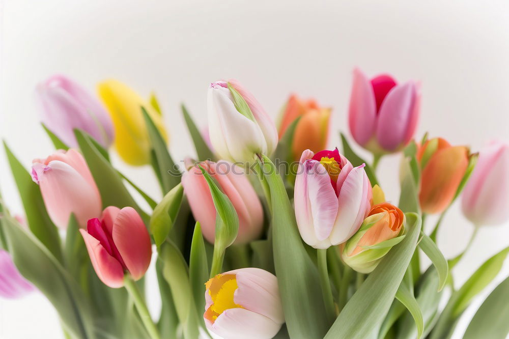 tulips Nature Spring