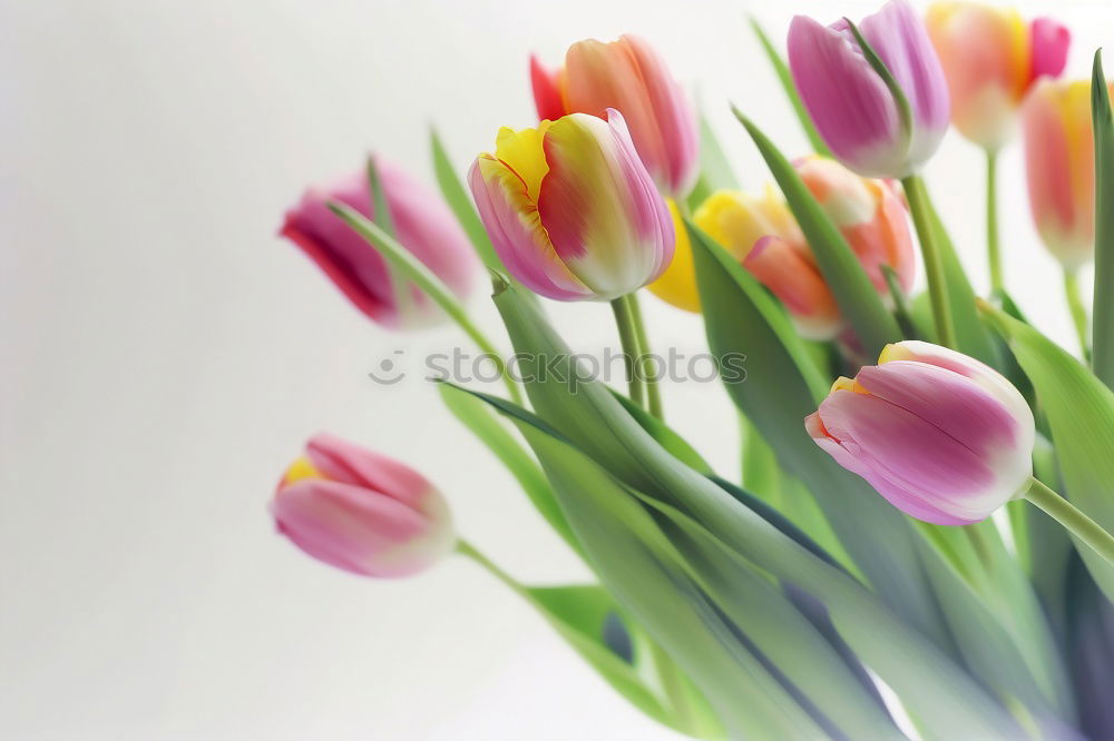 Similar – tulips Nature Spring