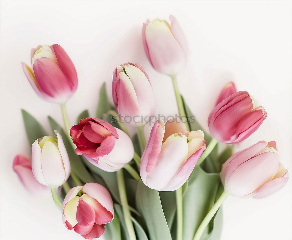 Similar – Red tulips background, top view. Festive spring flowers. Floral composing. Springtime holiday and greeting concept. Copy space for your design