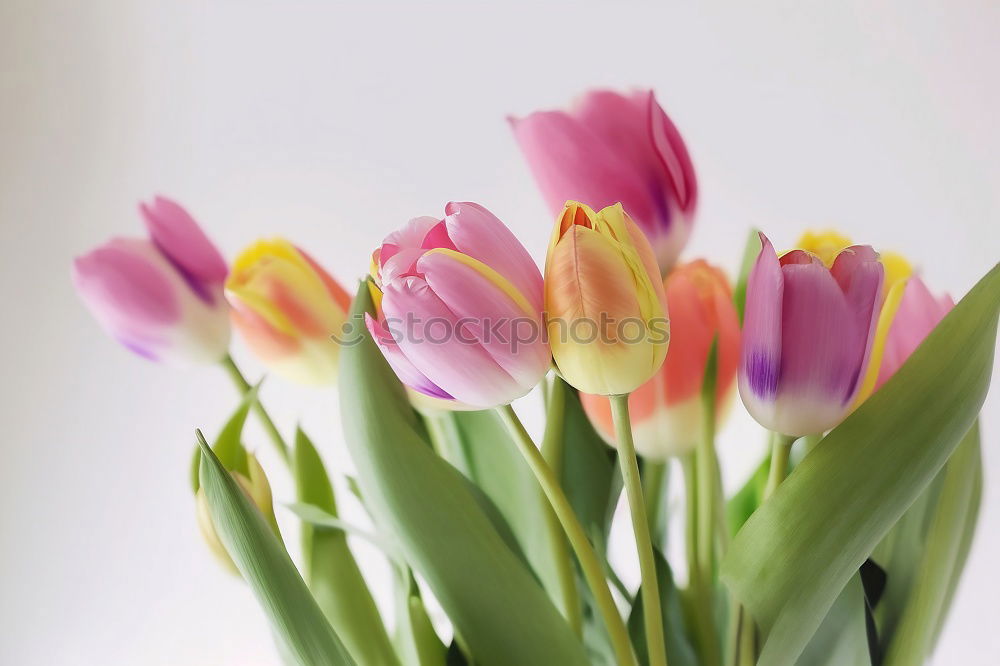 Similar – tulips Nature Spring