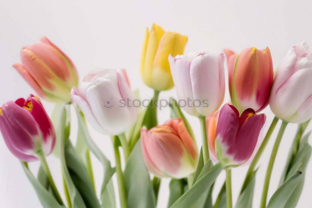 Similar – tulips Nature Spring