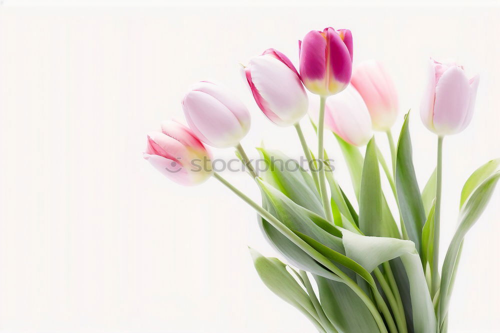 Similar – Tulip flowers on bright wood