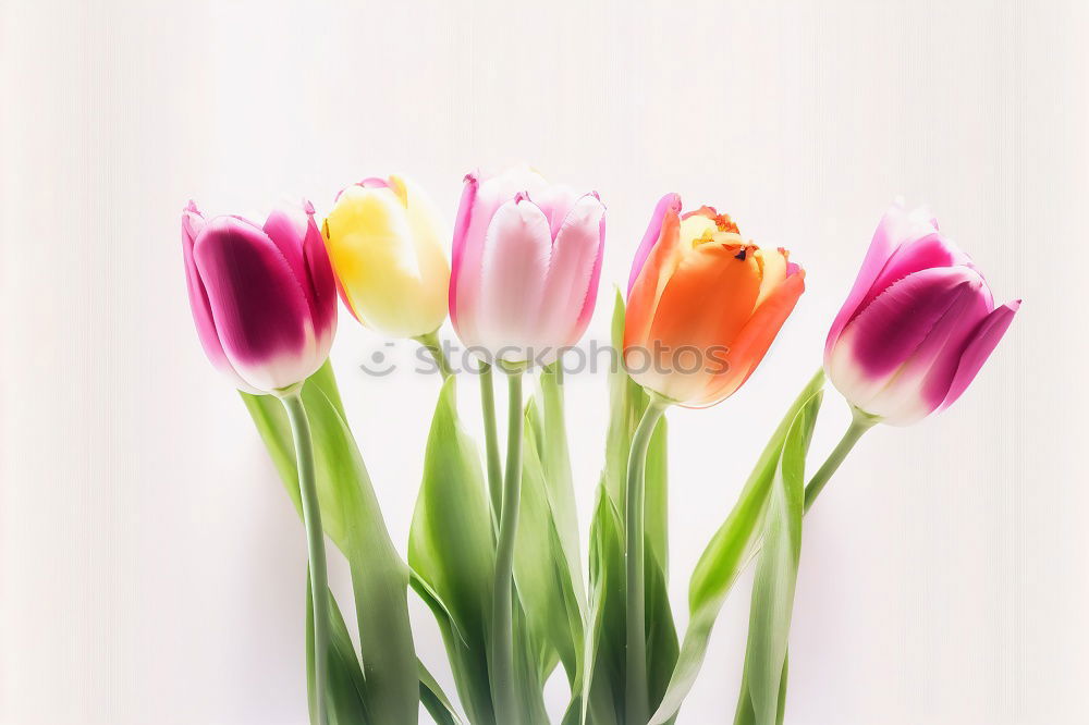 Similar – Tulip flowers on bright wood