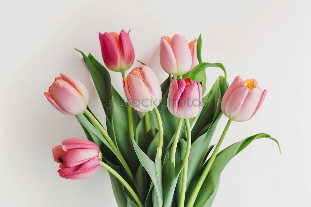 Similar – Beautiful tulips in pink pastel colour