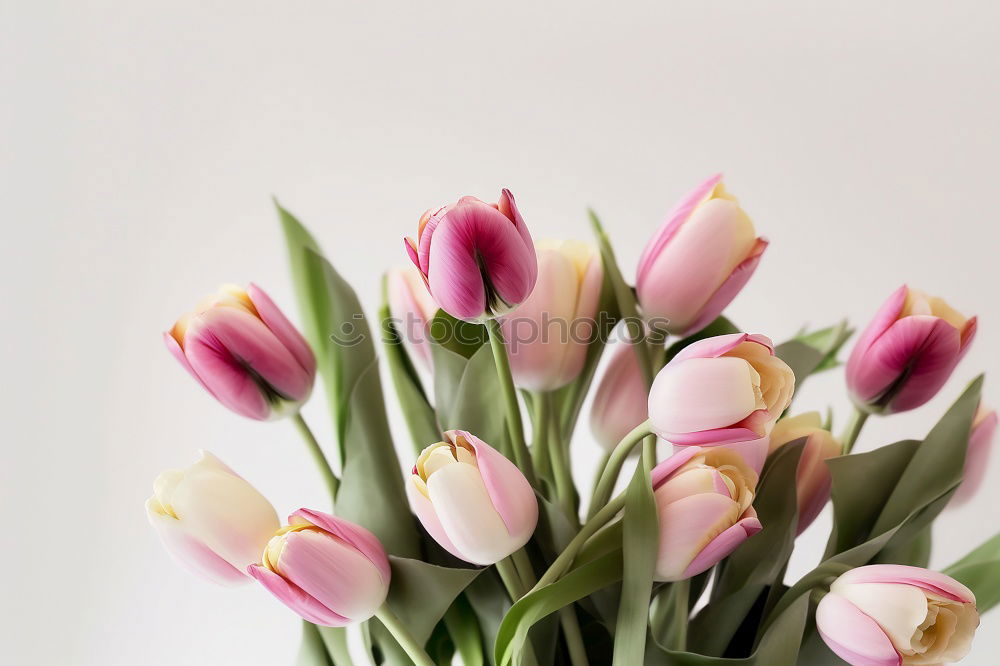 Similar – Tulip flowers on wooden background