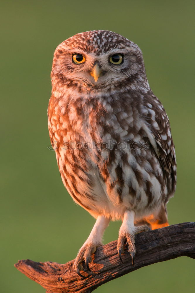 Similar – Image, Stock Photo kestrel Nature Animal