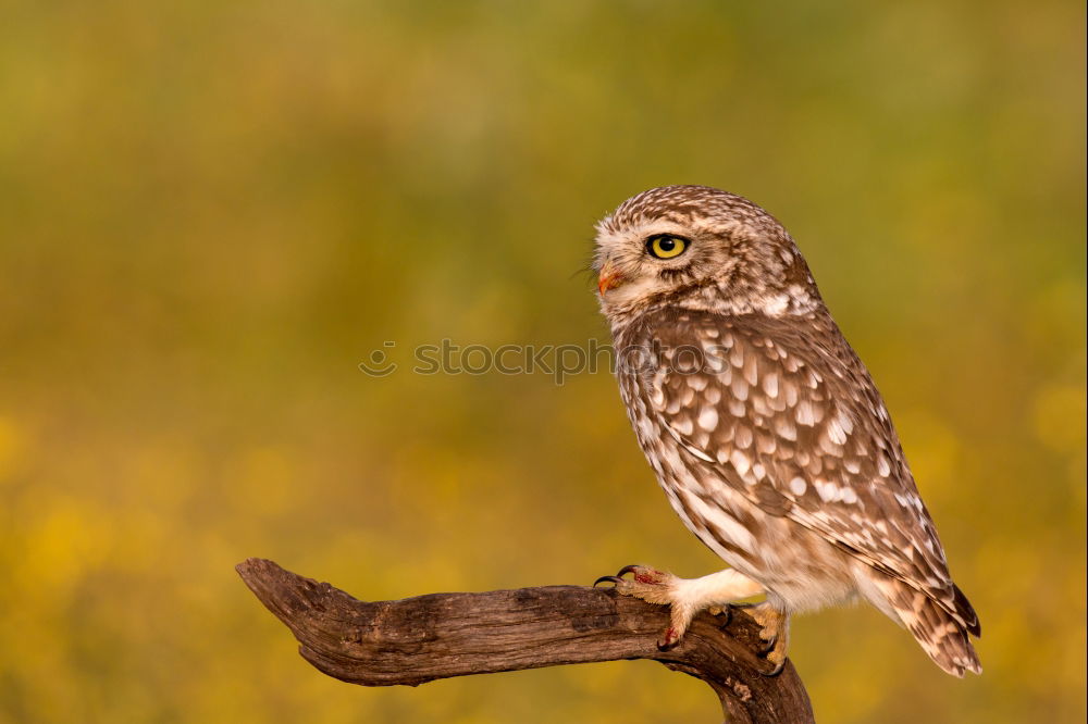 Similar – Image, Stock Photo Bird Nature Landscape