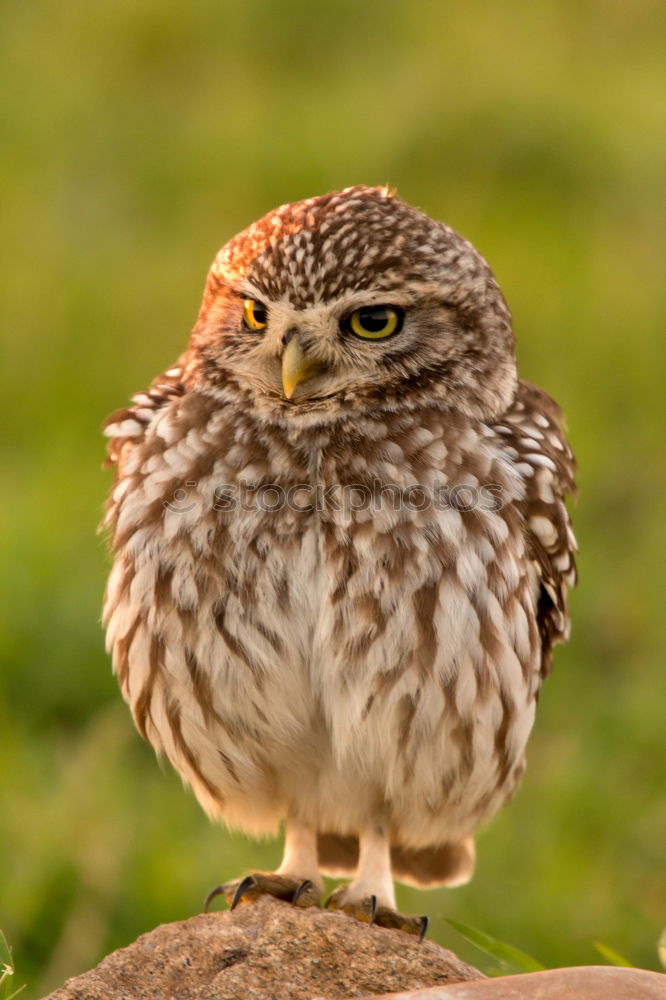 Similar – Image, Stock Photo Bird Nature Landscape