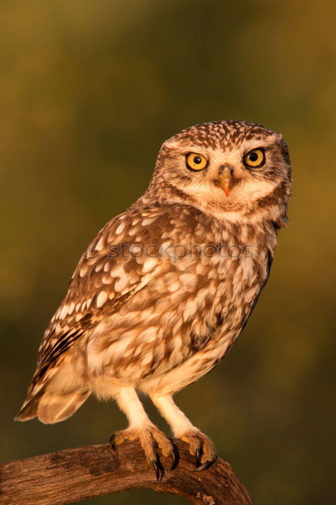 Similar – Image, Stock Photo Bird Nature Landscape