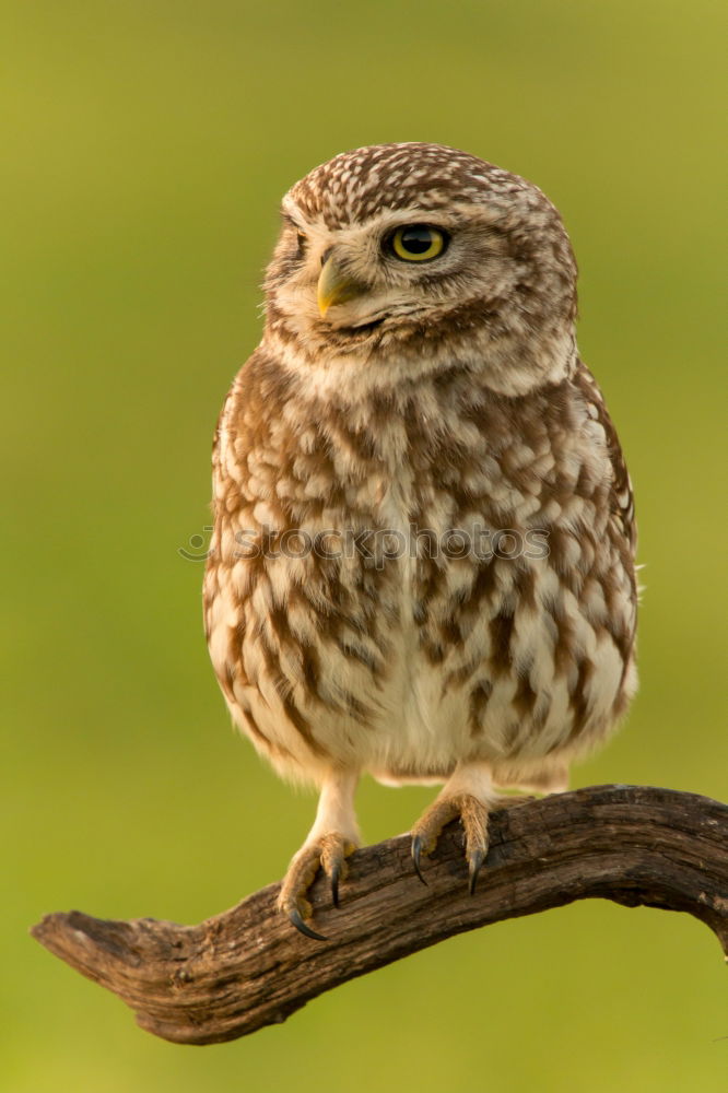 Similar – Image, Stock Photo Bird Nature Landscape