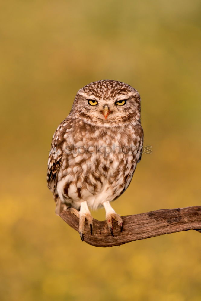 Image, Stock Photo Bird Nature Landscape