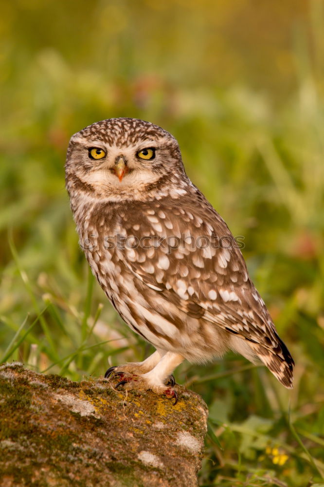 Similar – Image, Stock Photo Bird Nature Landscape