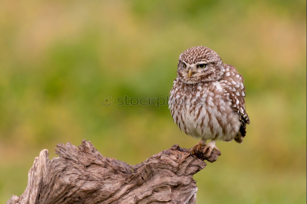 Similar – Image, Stock Photo Big bird Nature Landscape