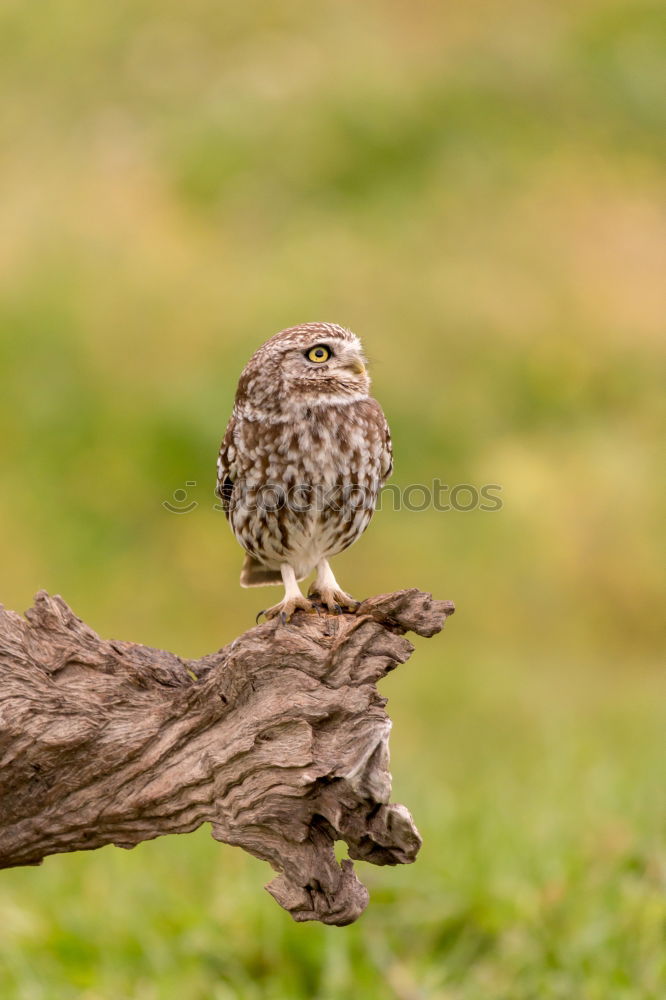 Similar – Image, Stock Photo small bore III Nature Sky