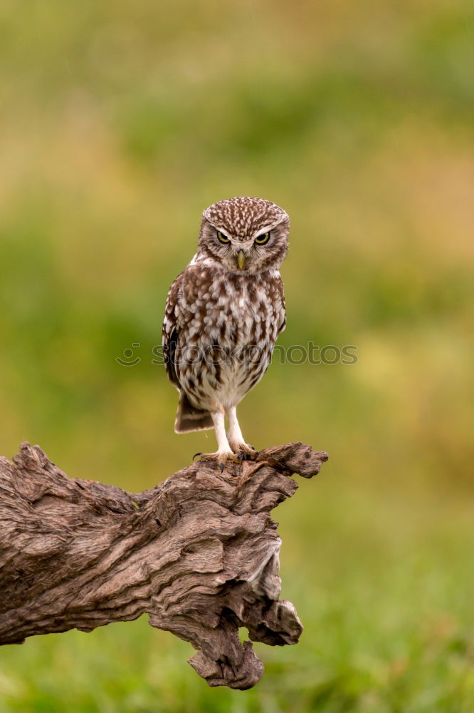 Similar – Image, Stock Photo zaungast Nature Animal