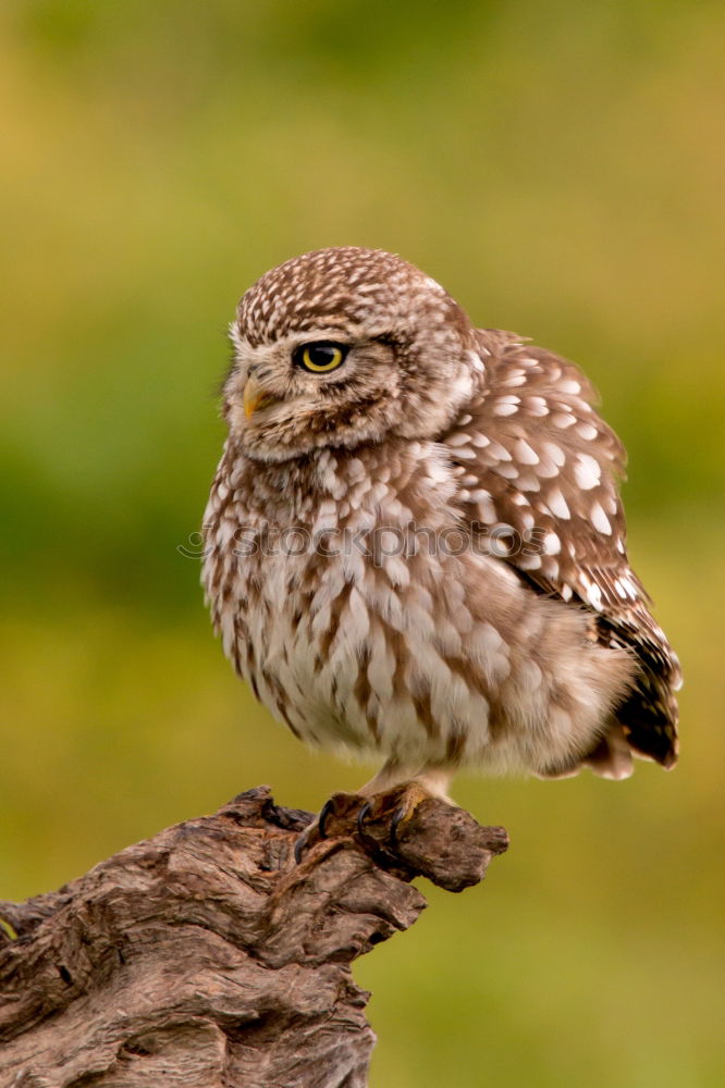 Similar – Image, Stock Photo Blackbird chick Animal