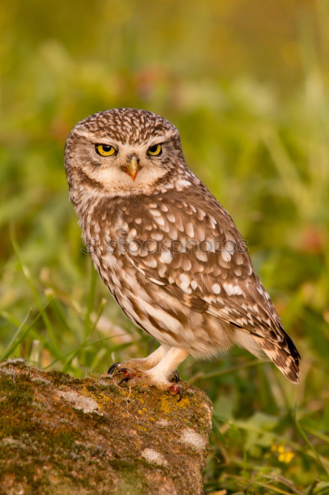 Similar – Image, Stock Photo Bird Nature Landscape