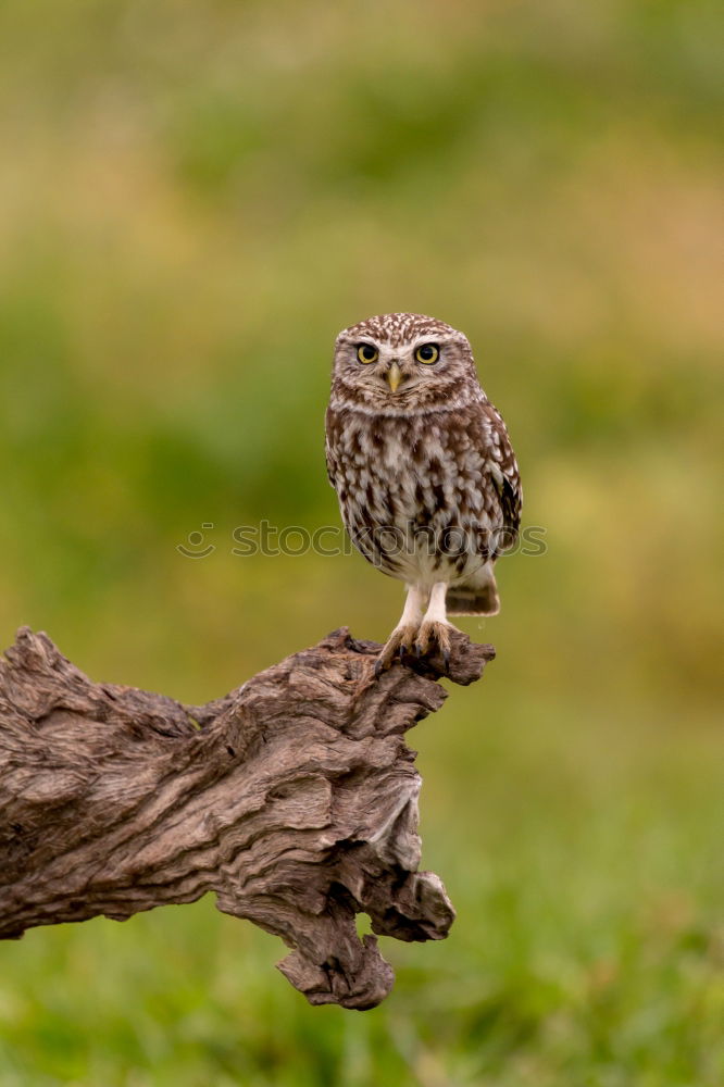 Similar – Image, Stock Photo small bore III Nature Sky