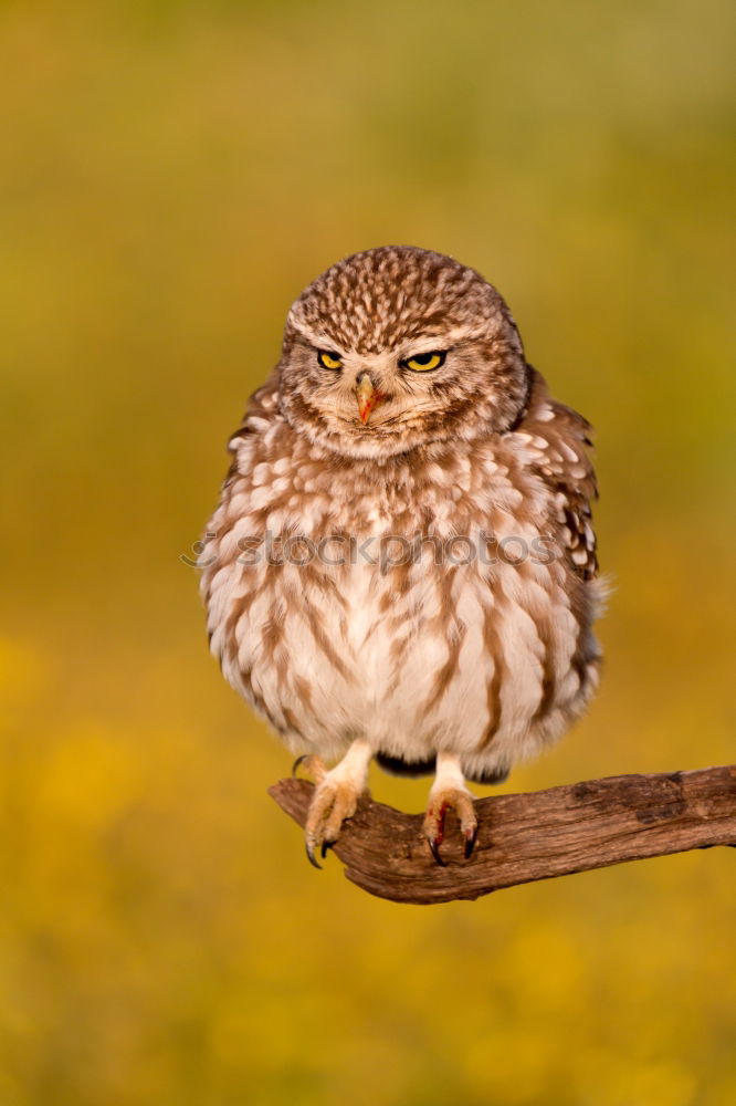 Similar – Image, Stock Photo Bird Nature Landscape