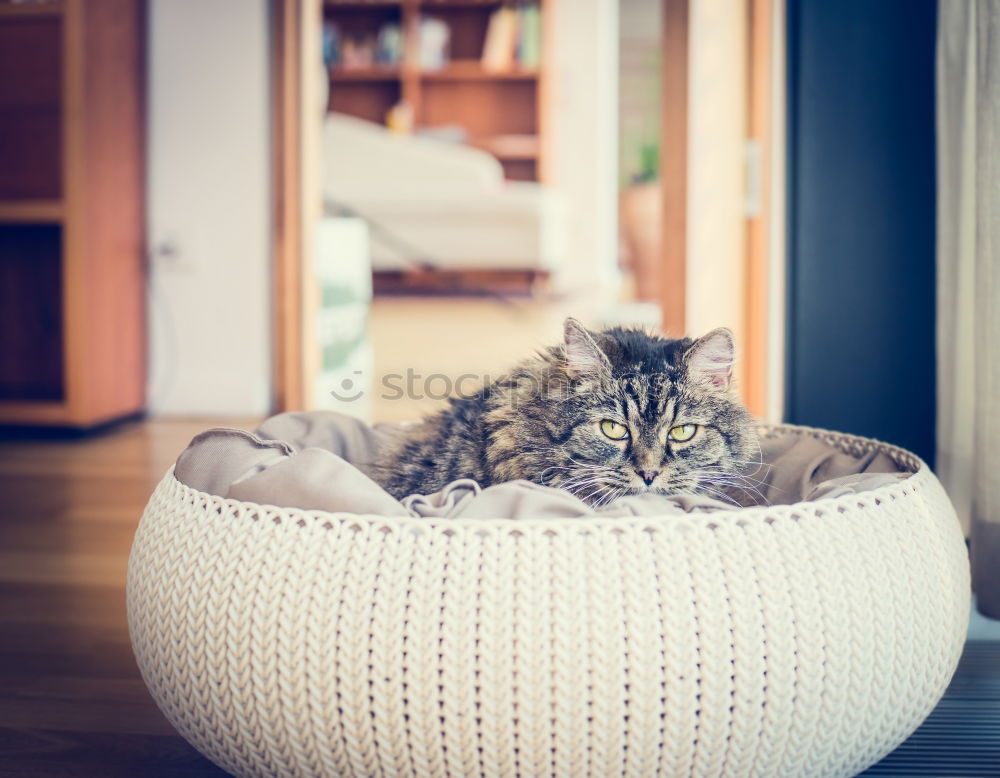 Similar – Image, Stock Photo Sweet funny cat in cat basket