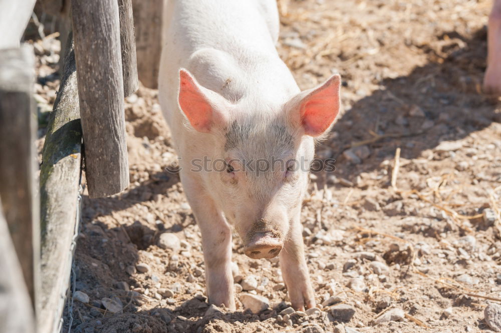 Similar – Image, Stock Photo striping II Agriculture