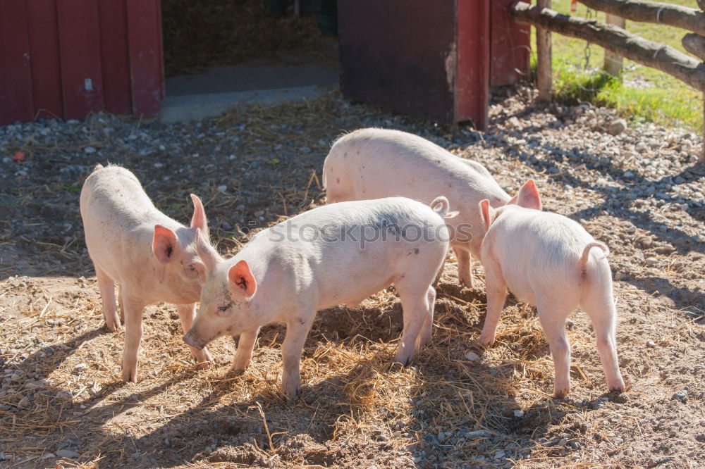 Similar – Image, Stock Photo Spotted pigs outdoors Meat