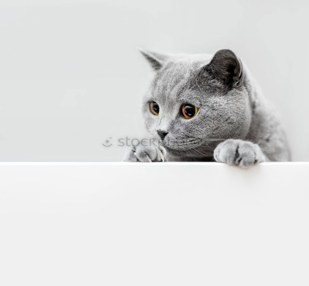 Similar – Image, Stock Photo On the lookout Animal Pet