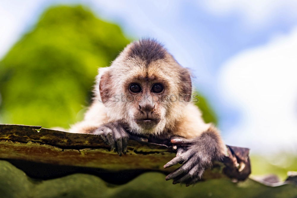 Similar – Image, Stock Photo Lost in thought