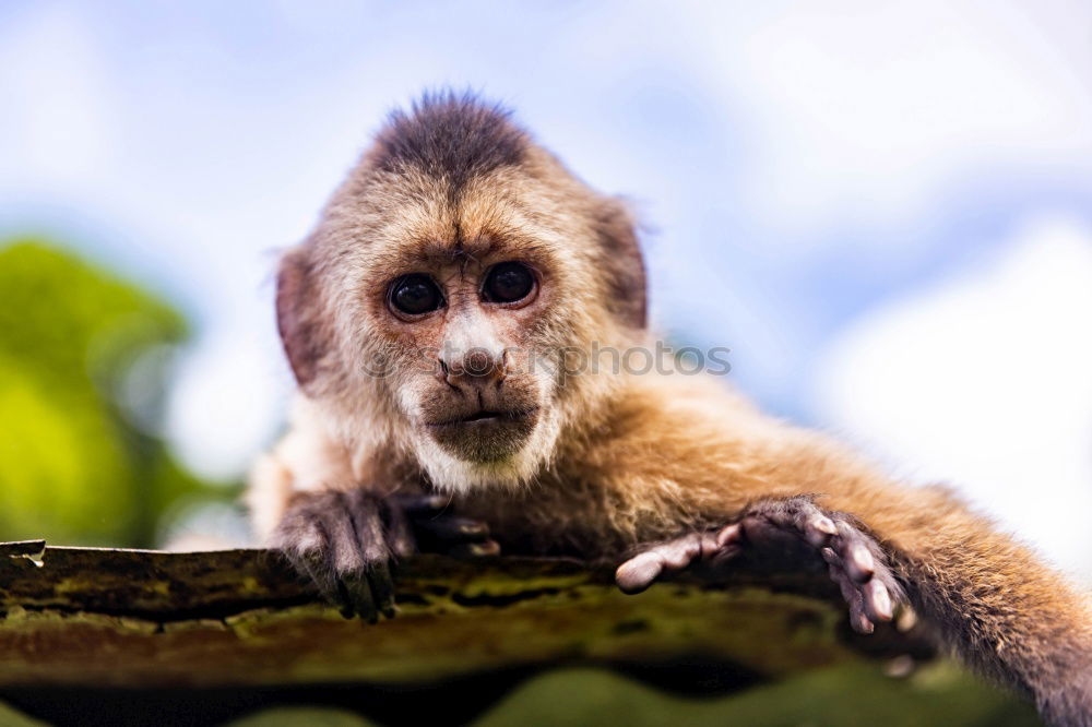 Similar – Image, Stock Photo Monkey show #3