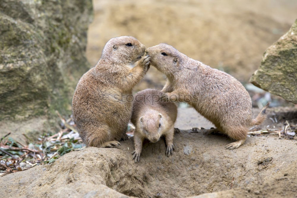 Similar – Image, Stock Photo is this love? Animal Pelt