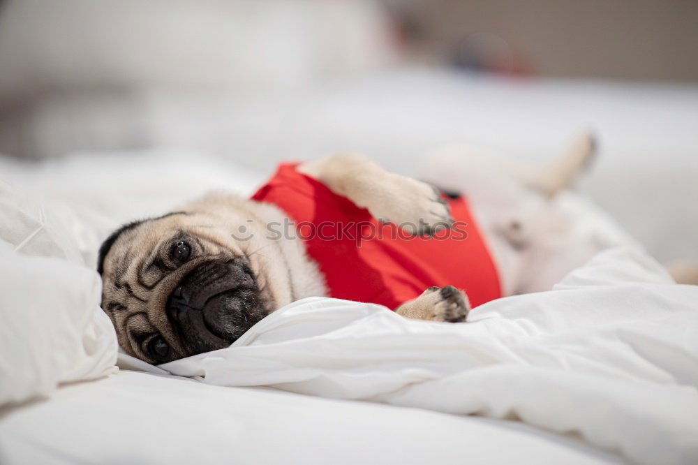 Similar – cute young small dog sitting on bed with a red heart