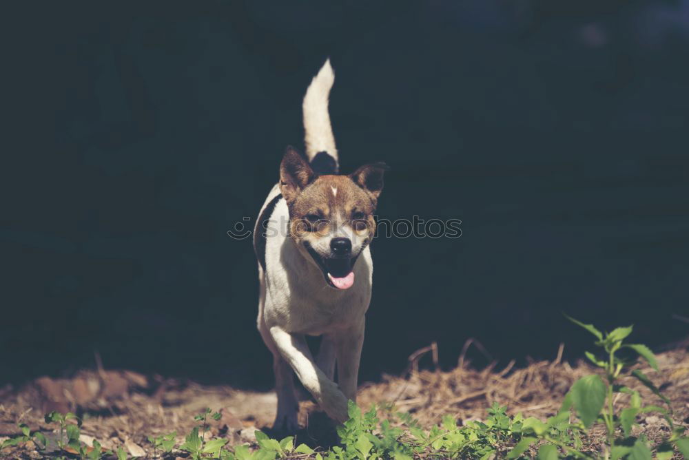 Similar – Image, Stock Photo Jack Russell Terrier …or half-breed? :-)