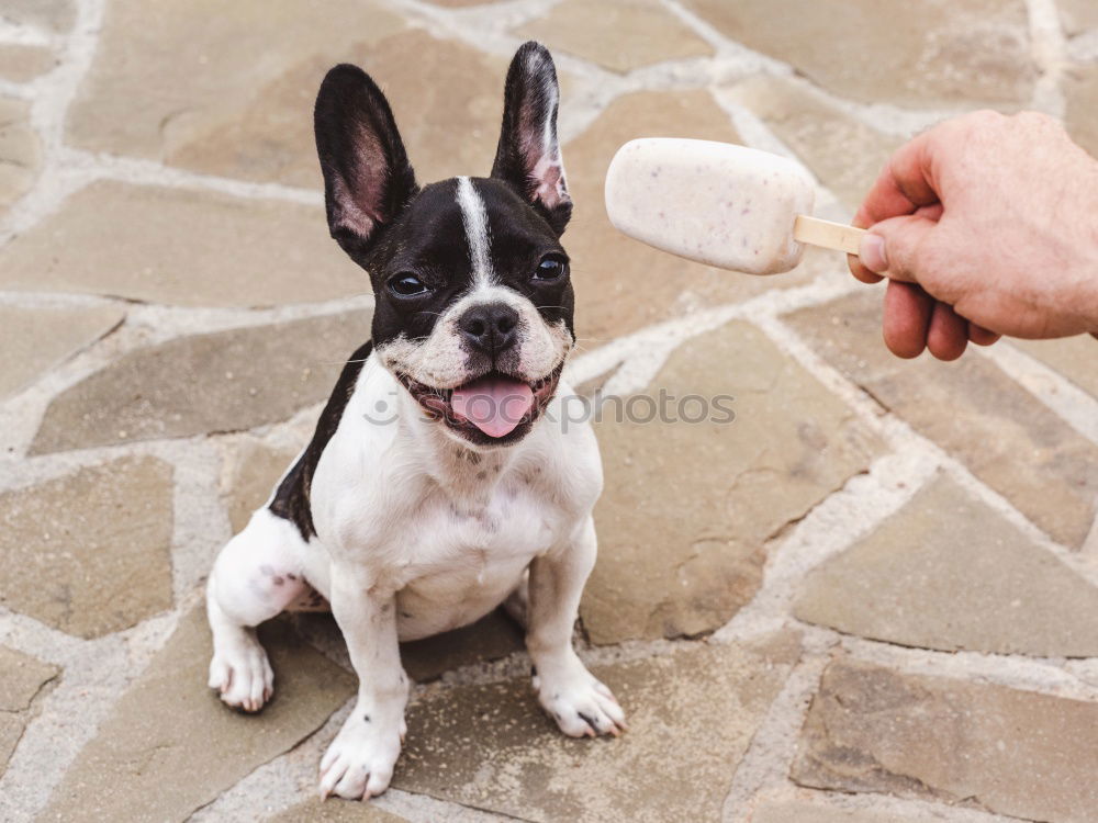 Similar – Image, Stock Photo Boston Terrier Portrait