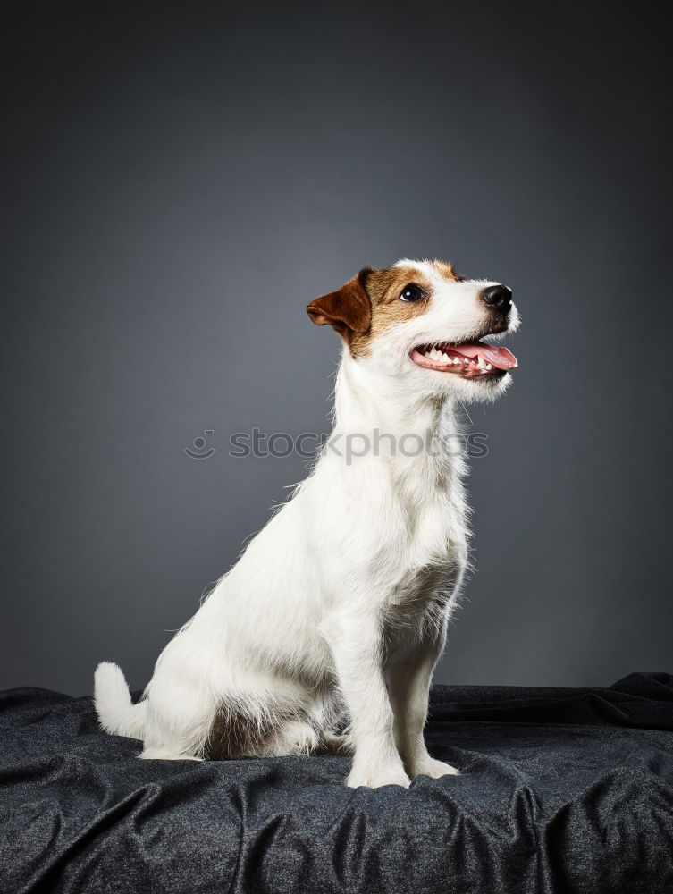 Similar – Image, Stock Photo Cute dog looking at camera