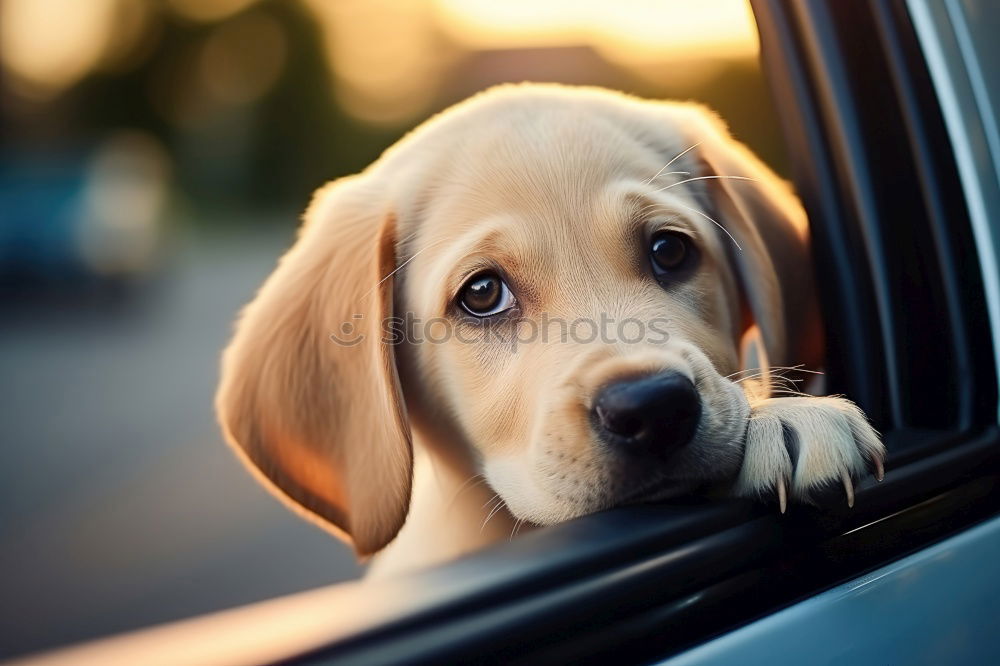 Similar – Foto Bild Wackeldackel Dackel Hund