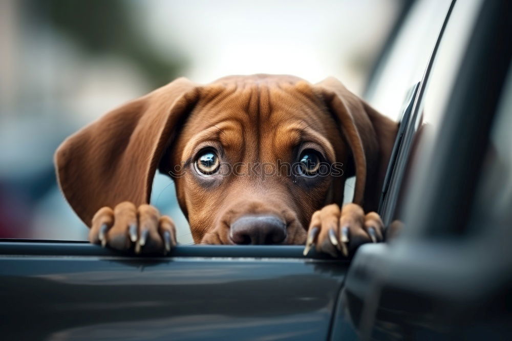 Similar – Image, Stock Photo Traveling with dogs