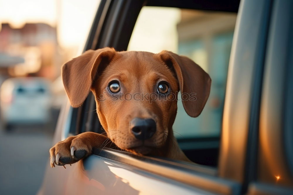 Similar – Image, Stock Photo Traveling with dogs