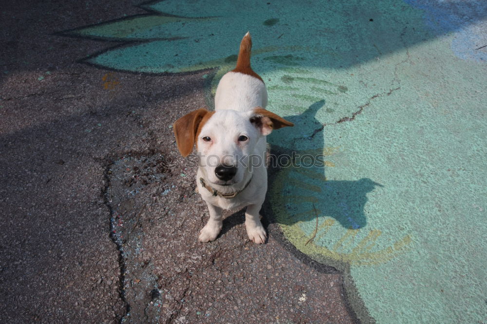 Meggloff Dog Beagle