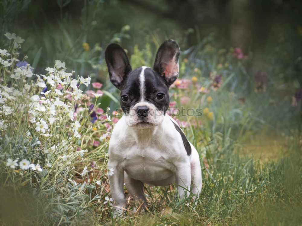 Similar – Boston Terrier Portrait