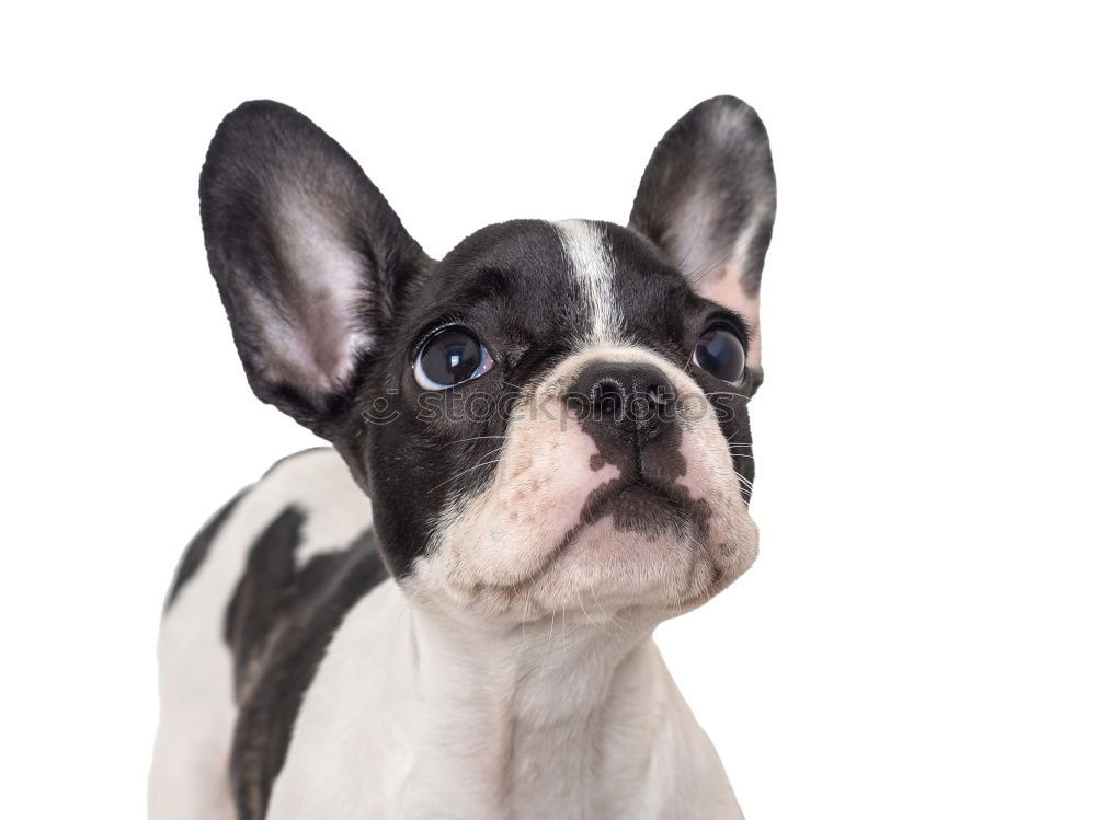 Similar – Boston Terrier Studio Portrait