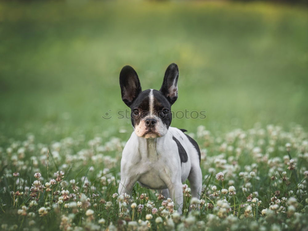 Similar – Image, Stock Photo Boston Terrier Puppy