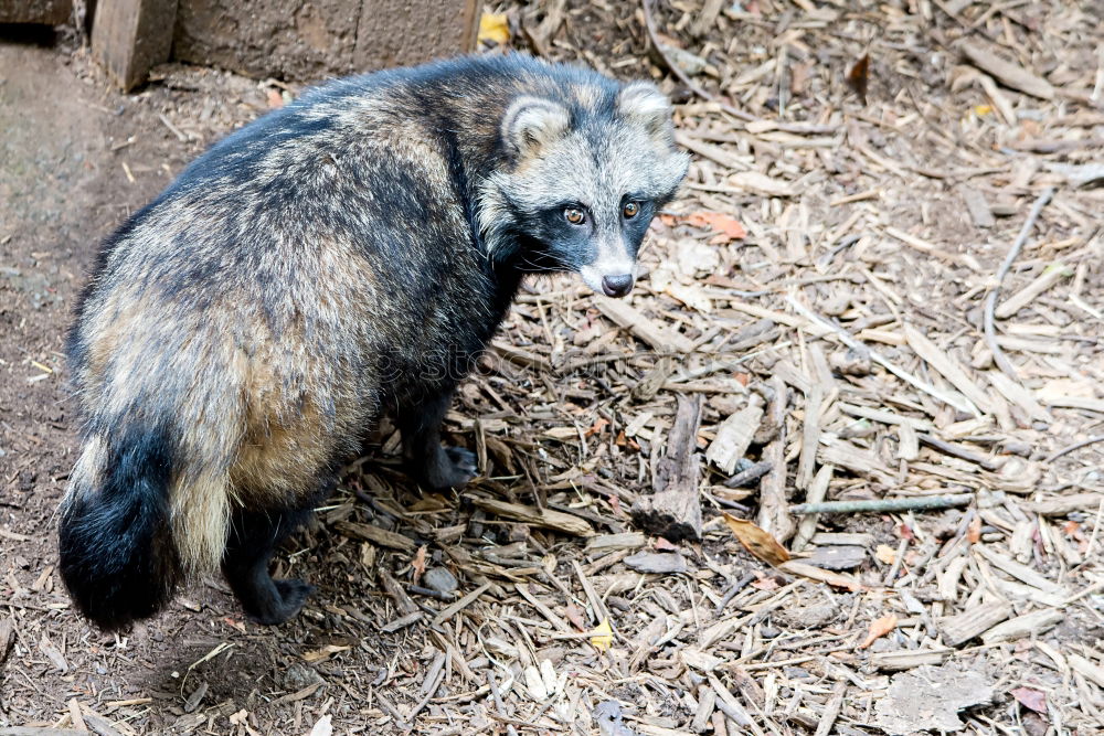 Similar – anteater Ant-eater Animal