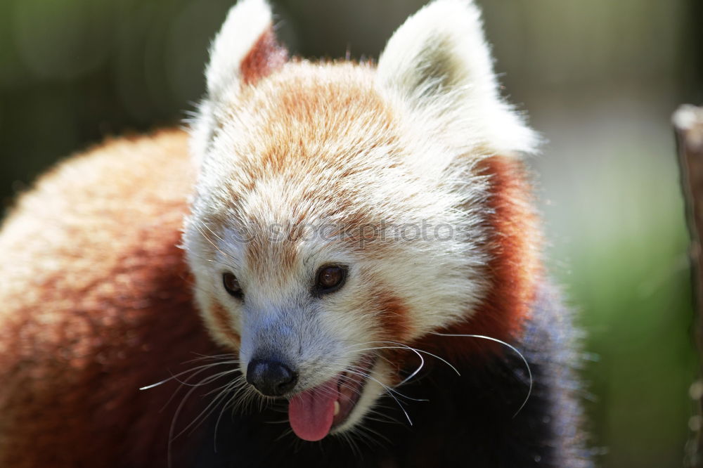 Similar – Foto Bild Gute Nacht Igel schlafen