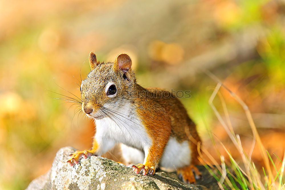 Similar – Degu says hello