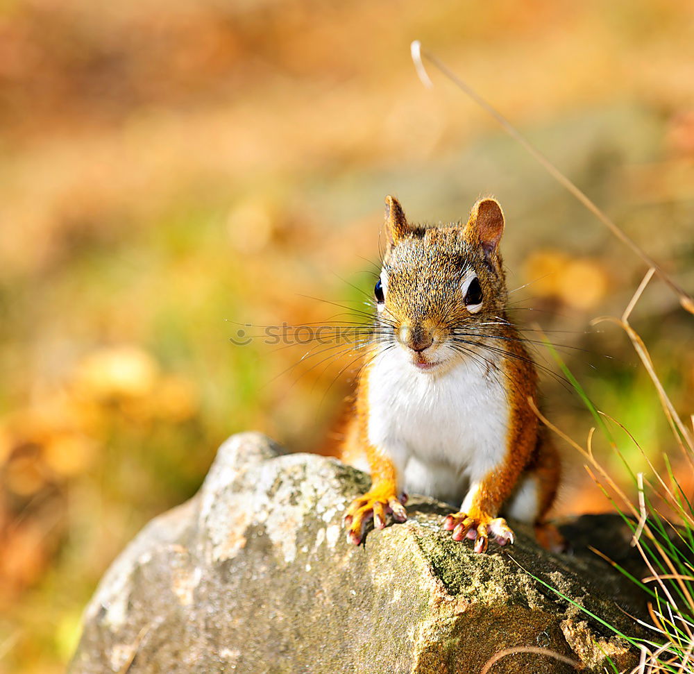 Similar – Image, Stock Photo Red Squirrel