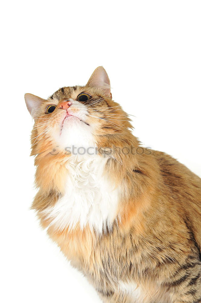 Similar – Image, Stock Photo nocturnal active Cat