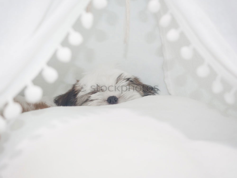 Similar – Image, Stock Photo Small dog with teddy bear under a checkered blanket