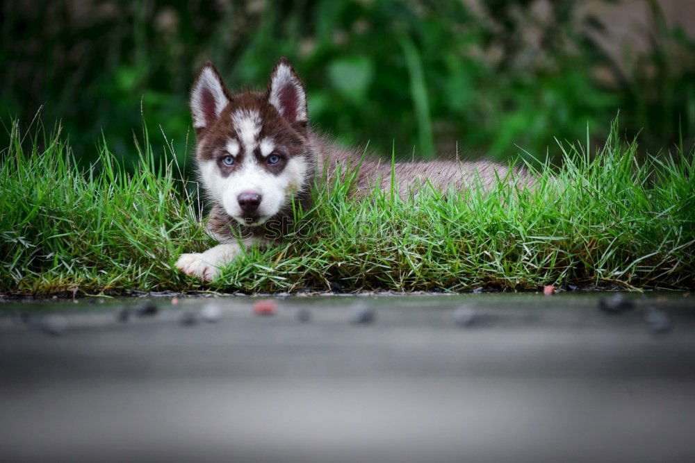 Similar – Image, Stock Photo fast food Ivy Fern Pet Dog