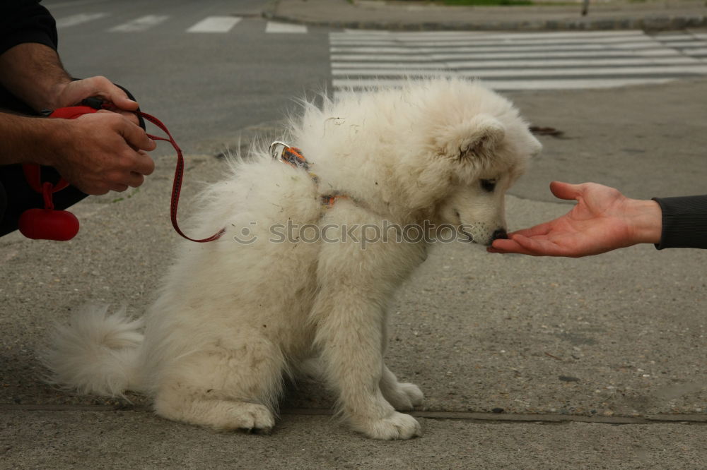 Similar – Image, Stock Photo Poodle :) Colour photo